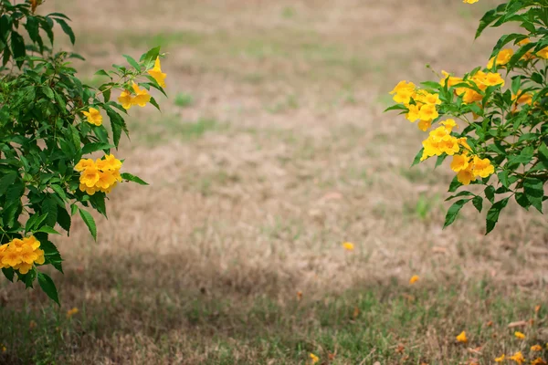 Желтые цветы и трава — стоковое фото