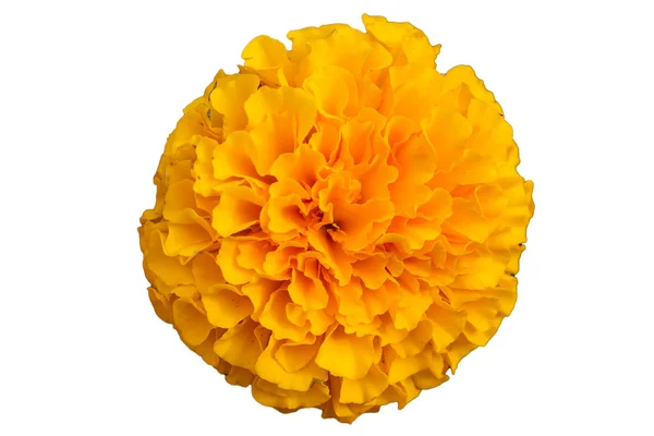 Κίτρινη marigold — Φωτογραφία Αρχείου