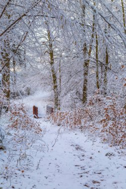 Kar, kış sabahının erken saatlerinde çıplak bir ormanın içinden geçen tahta bir yaya köprüsü ile yolu kapadı..
