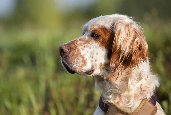 Profile Portrait Orange Belton English Setter Hunting Dog Wearing Brown — Fotografia de Stock