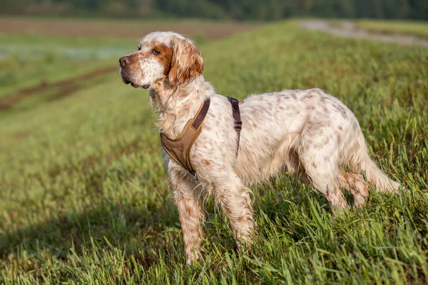 Yakışıklı Turuncu Belton İngilizce Ayarlayıcı tetikte