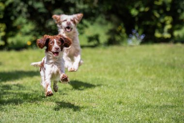 Orange belton english setter chasing a young springer spaniel across the lawn.