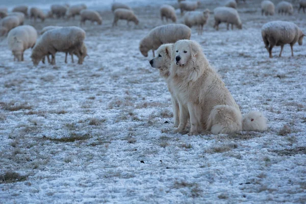 İki Pyrenean Dağ Köpeği soğuk ve soğuk bir kış sabahında koyun sürülerini gözlüyor..