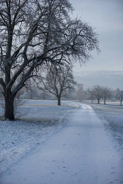 Arka planda bir koyun sürüsü olan eski armut ağaçları boyunca bir yamaç boyunca kar kaplı çakıl yolu.