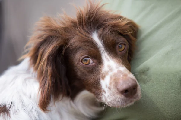 Portrait Young Springer Spaniel Snuggling — 스톡 사진