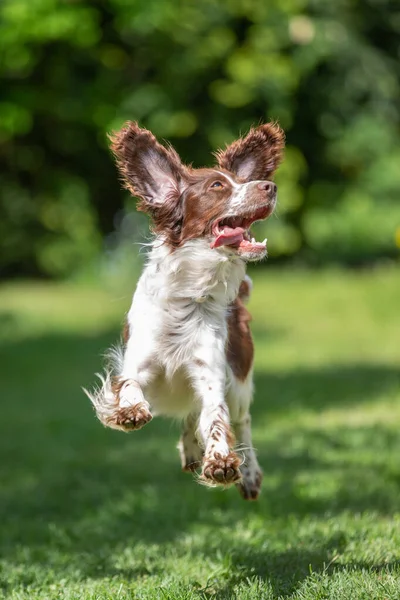 Genç Springer Spanyel Uçan Kulaklarla Sevinçten Zıplıyor — Stok fotoğraf