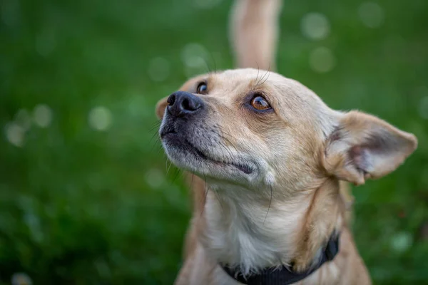 Close Half Profile Portrait Cute Small Brown Dog Expressive Brown — Zdjęcie stockowe