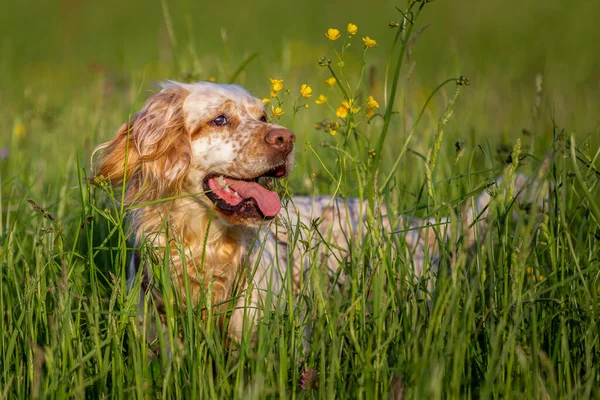 Turuncu Belton İngilizce Setter sarı çiçeklerle yüksek çim gizleme