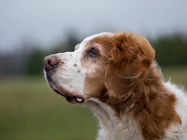 Güvenilir ihtiyar Brittany Spaniel