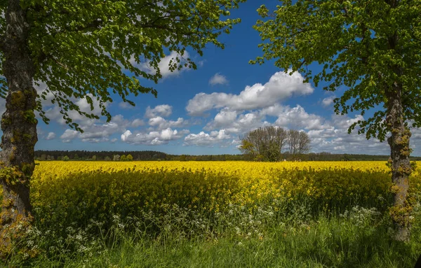 İsveç 'in Gotland adasında Roman yakınlarındaki Canola arazisi