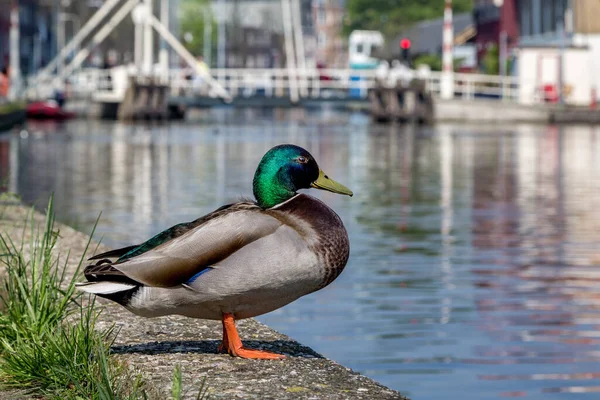 Erkek Mallard liman duvarında duruyor. Hollanda 'nın Gouda şehrinde bir köprü ile suya bakıyor..