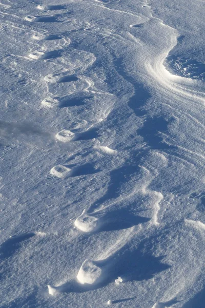 Haute-relief of paw prints in the snow. Strong winds eroded the loose snow around the compressed paw prints.