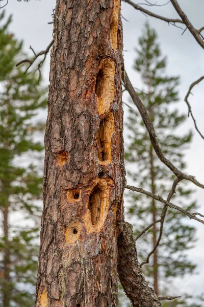 Ağaçkakanlar tarafından tahrip edilmiş ölü bir çam ağacının gövdesi..