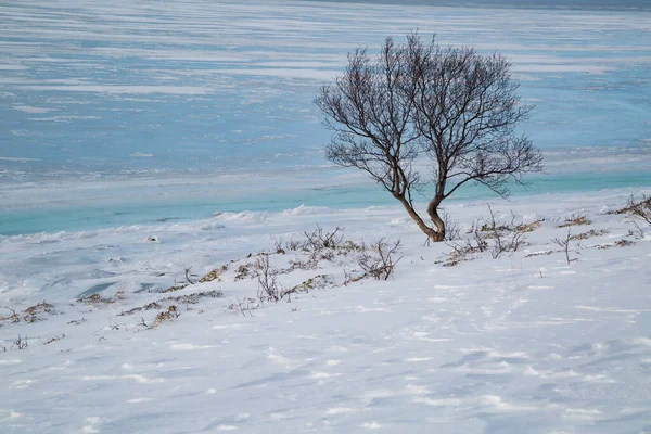 Norveç 'te Kuzey Kutbu' nda kış boyunca donmuş bir fiyordun kıyısındaki yalnız ağaç.