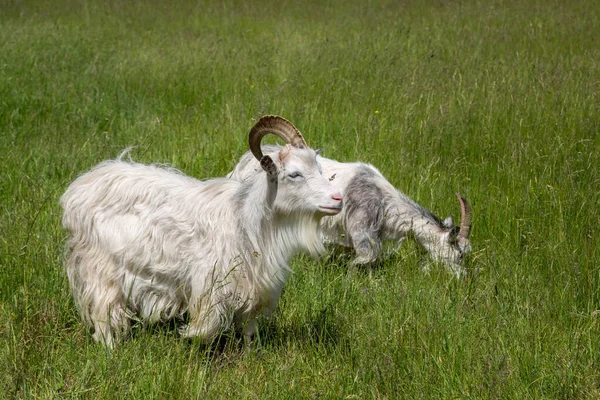 İki beyaz keçi yemyeşil bir çayırda otluyor.