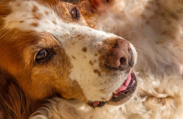 Burnu ve alnında sevimli çilleri olan turuncu ve beyaz amerikan spanyelinin portresi..