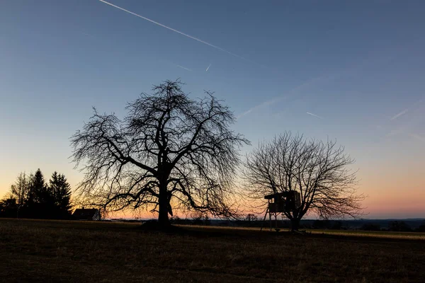 Ağaç evi olan ağaçların silueti gün batımından sonra renkli bir gökyüzüne karşı zıtlıklarla dolu..