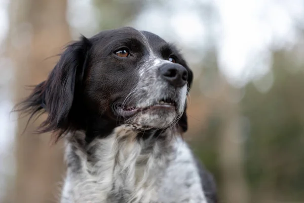 Ormandaki siyah beyaz Brittany spanyel köpeğinin yakın portresi..