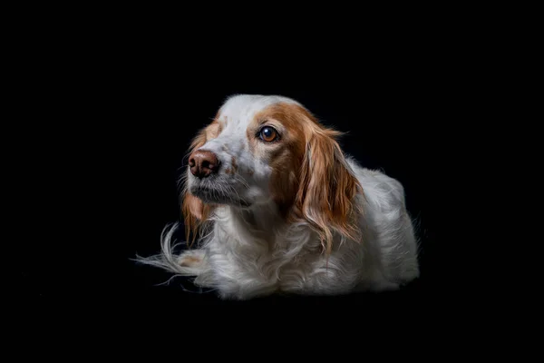 Siyah arka planda yerde yatan üzgün görünümlü bir İngiliz Spaniel köpeğinin stüdyo portresi..