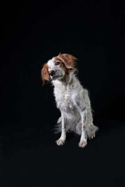Siyah bir arka planda eğimli bir kafayla dinleyen Brittany Spaniel köpeğinin kapalı bir portresi..