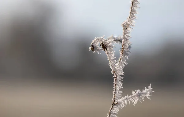 Twig Rime Ice Needles Sparkling Morning Sun — стоковое фото