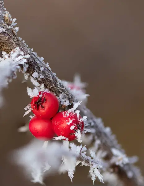 Red Berries Ice Needles — Photo