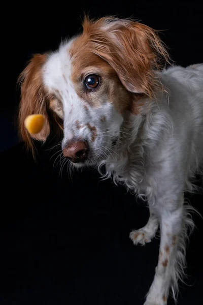 Tek gözlü, turuncu ve beyaz Brittany Spaniel 'in stüdyo portresi.