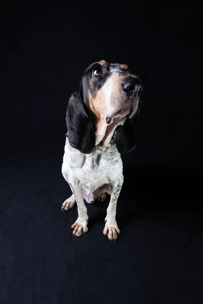 Bir Segugio Ariegeois 'in geniş açılı vücut portresi siyah bir arkaplanın önünde oturuyor ve yukarı bakıyor..