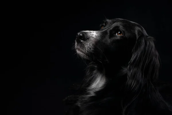 Kara İrlandalı bir Setter 'ın gösterişsiz stüdyo portresi hüzünlü ve yalnız bir ifadeyle ve anlamlı kahverengi gözleriyle.