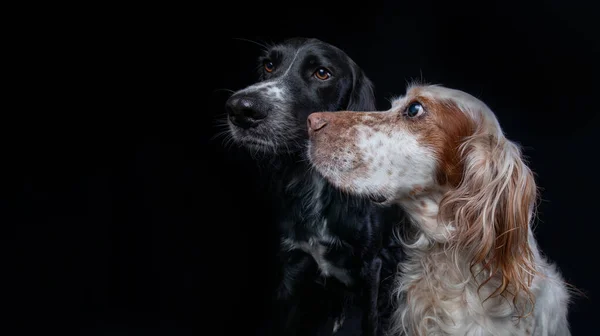Siyah bir İrlandalı Setter ve Orange Belton English Setter 'ın etkileyici bir stüdyo portresi..