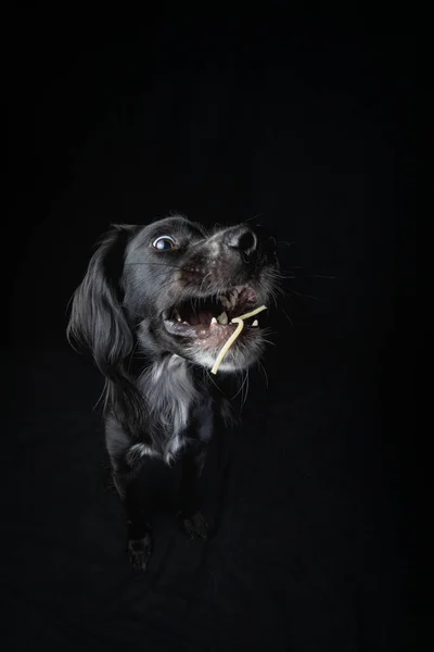 Studio Portrait Young Black Irish Setter Catching Noodle Black Background — Fotografia de Stock