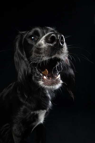 Genç, siyah bir İrlandalı 'nın stüdyo portresi siyah bir arka planda ödül alıyor..