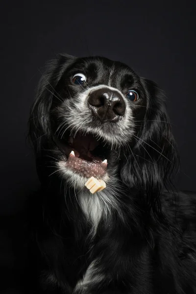 Şirin siyah İrlandalı Setter komik yüzlü ve geniş gözlü bir ziyafet çekiyor..