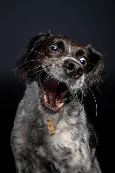 Heyecanlı Brittany Spaniel köpeği ödül alırken komik bir ifade takınıyor.