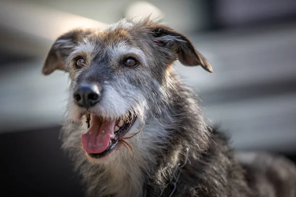 Outdoor Portrait Happy Irish Wolfhound Mix Warm Afternoon Sunlight — Fotografia de Stock