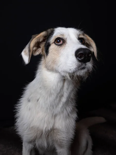 Studio Portrait Young Maremmano Border Collie Mix Sheep Dog Front — Fotografia de Stock