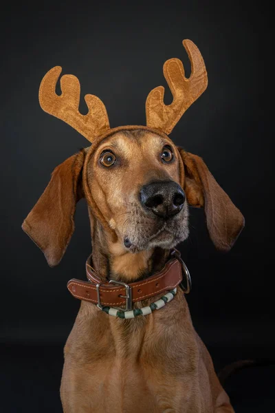 Geyik boynuzu takan kahverengi Segugio köpeğinin Noel portresi..