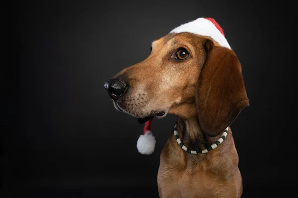 Kahverengi bir Segugio Italiano köpeğinin Noel stüdyosu portresi yana bakıyor ve siyah arka planda kırmızı bir Noel Baba şapkası takıyor..
