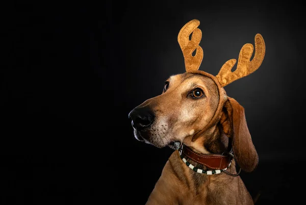 Geyik boynuzu takan kahverengi Segugio köpeğinin Noel portresi..