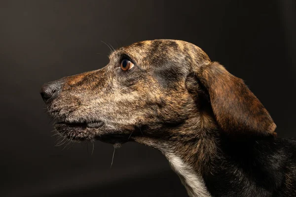 Profile Portrait Brindle Segugio Dog Black Background — Fotografia de Stock