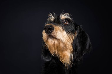 Şirin siyah ve kahverengi bir Segugio Italiano 'nun stüdyo portresi. Pelo forte dog.