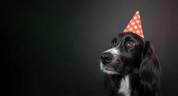 Kasvetli stüdyo portresi. Siyah bir köpek. Üzerinde benekli kırmızı bir parti şapkası var..