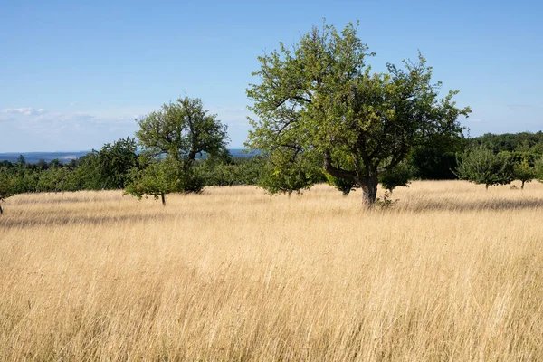 Uzun, altın çimenli bir denizde armut ağacı.