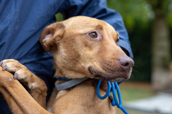 Kahverengi kurtarma köpeği güvenle bekçisine yaslanır.