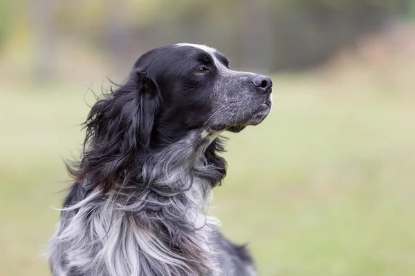 Outdoor Portrait Black Belton English Setter Green Meadow — Zdjęcie stockowe