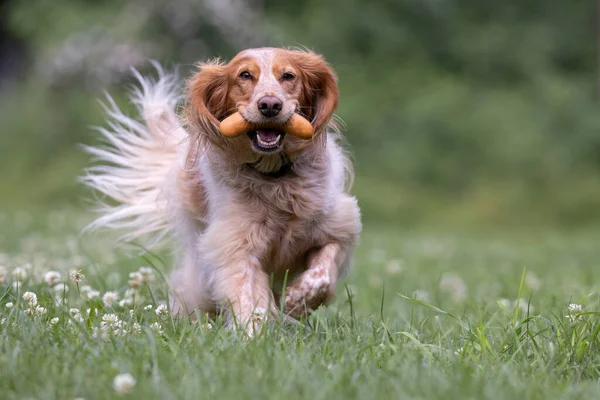 Springer Spaniel Dog Running Camera Fetching Sausage - Stock-foto