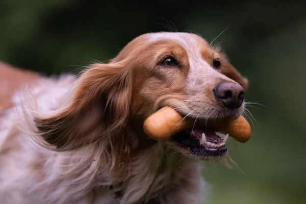 Springer spaniel köpeği koşuyor, ağzında sosis taşıyor..