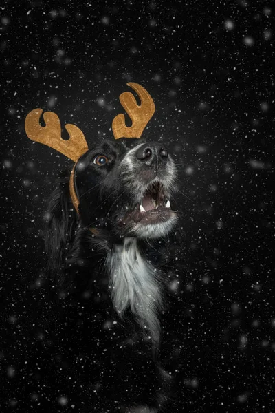 Kara İrlandalı yerleşimci köpek boynuz takıyor. Siyah arka planda yağan kar karşısında hayrete düşüyor..