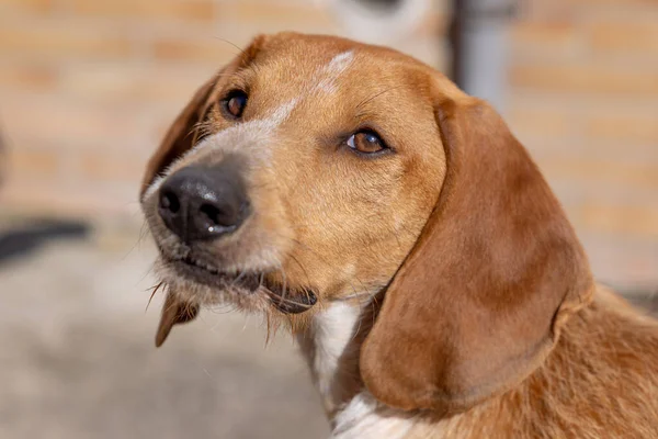 Portrait Brown Segugio Italiano Hunting Dog Looking Camera — Fotografia de Stock