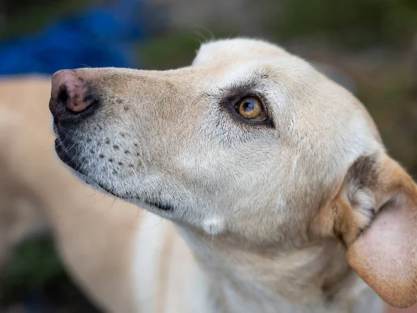 Profile Portrait Bright Eyed Light Brown Mixed Breed Rescue Dog — Fotografia de Stock